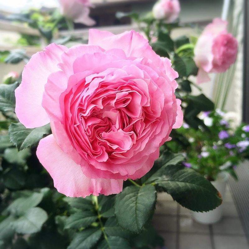 Hoa hồng Bien rose - cây hoa hồng đẹp nguyên bản