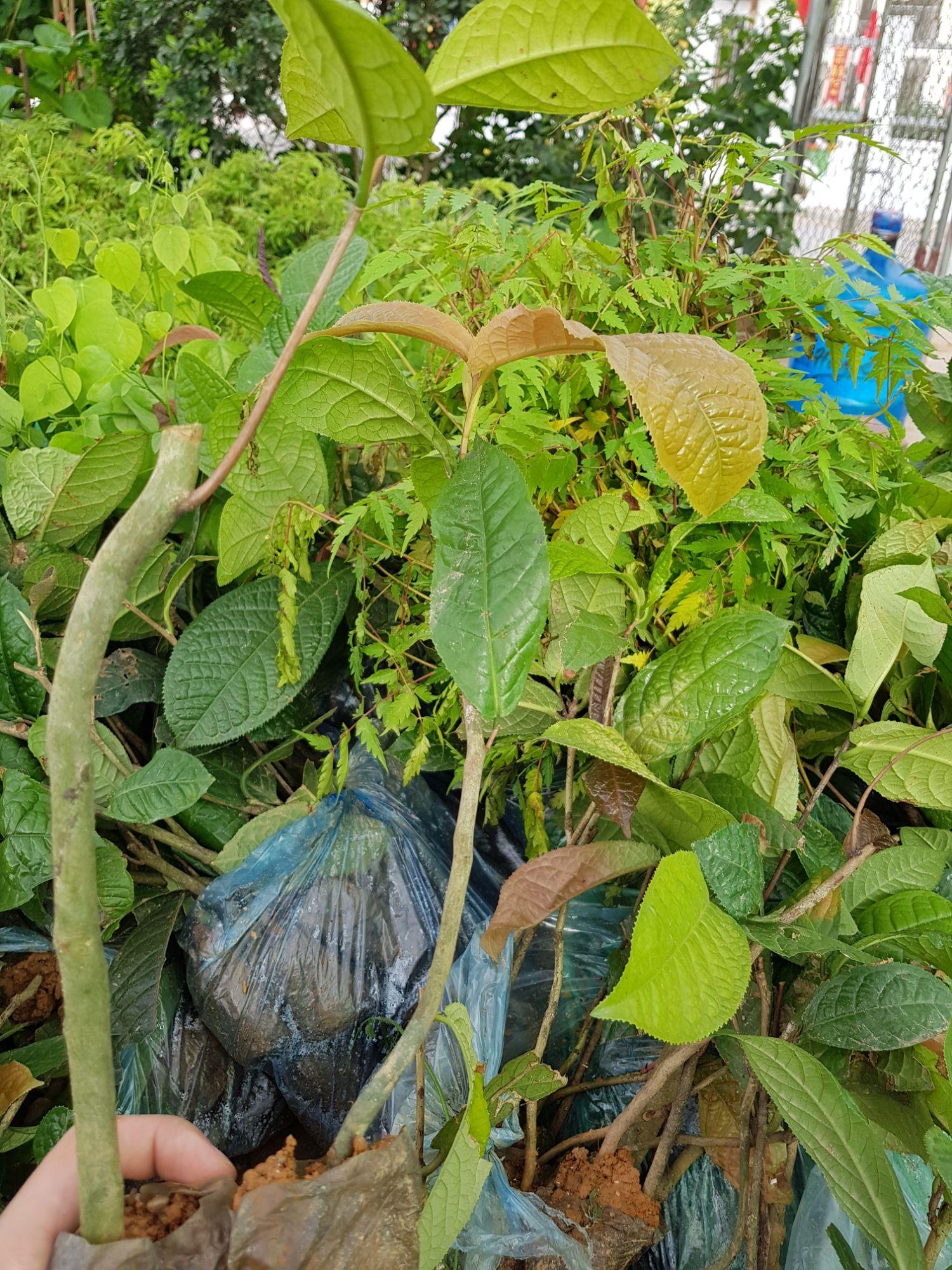 Trà hoa vàng