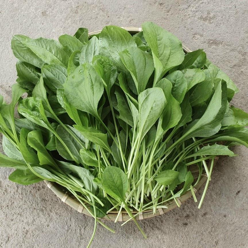 Hạt giống Rau Mã Đề Rado, đóng gói 1gr