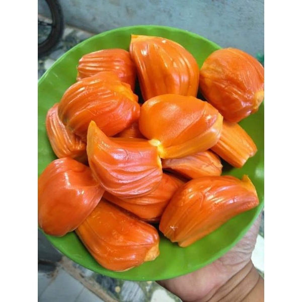 Cây Mít ruột đỏ Indonesia siêu sớm