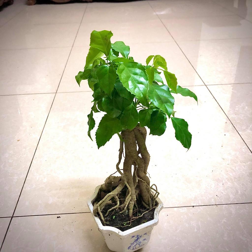 Cây hạnh phúc bonsai cao 25-30cm