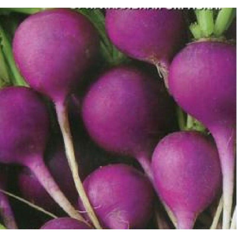 Hạt giống củ cải tròn tím-gói 2 gram/tặng kèm gói phân bón lót