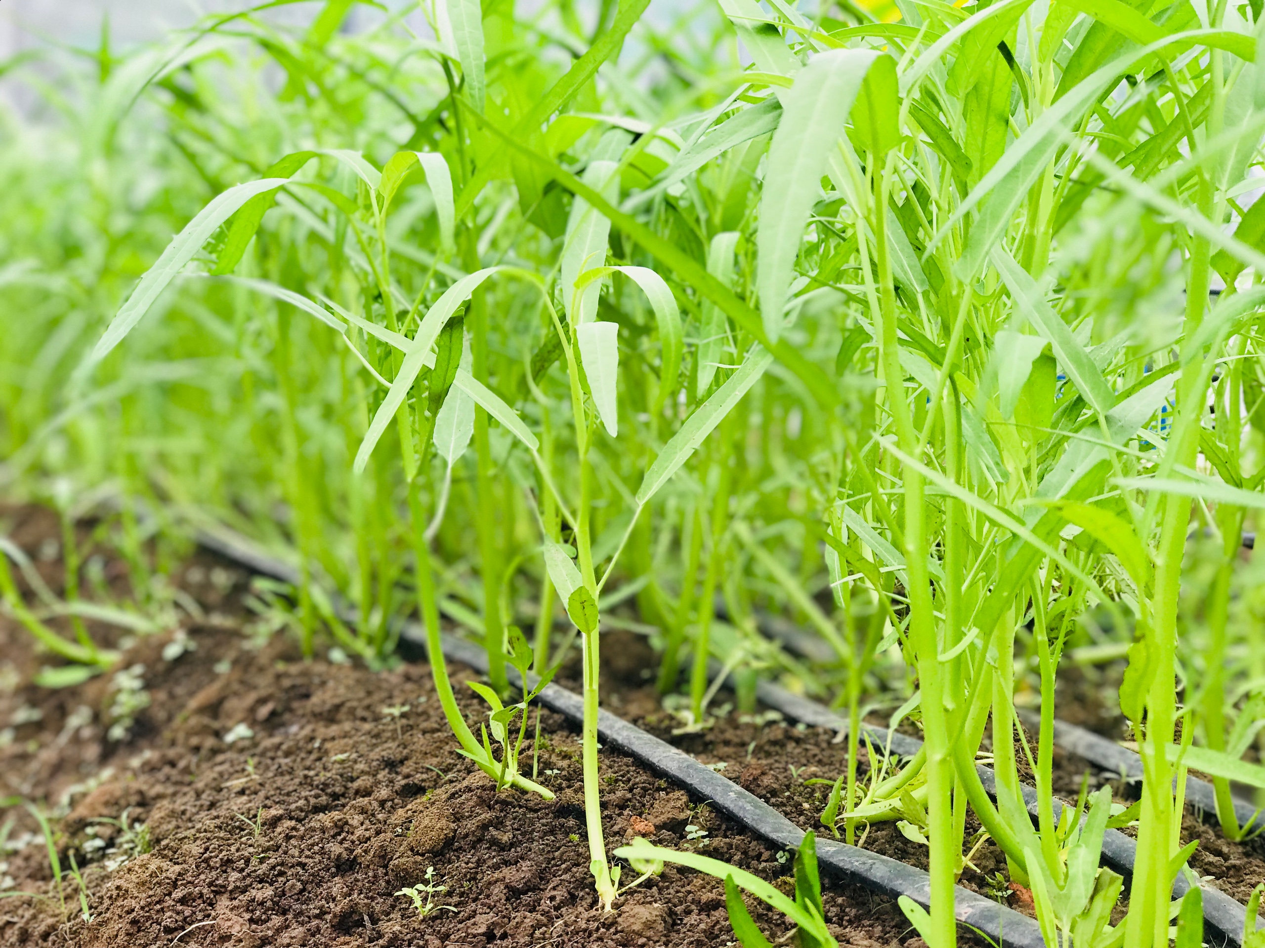 3 Gói Hạt Giống Rau Muống Cao Sản Thái Lan