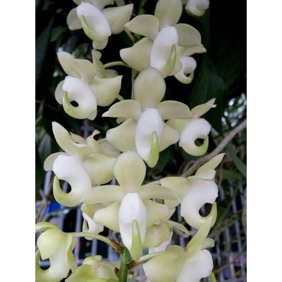 Hoa phong lan quế lan hương