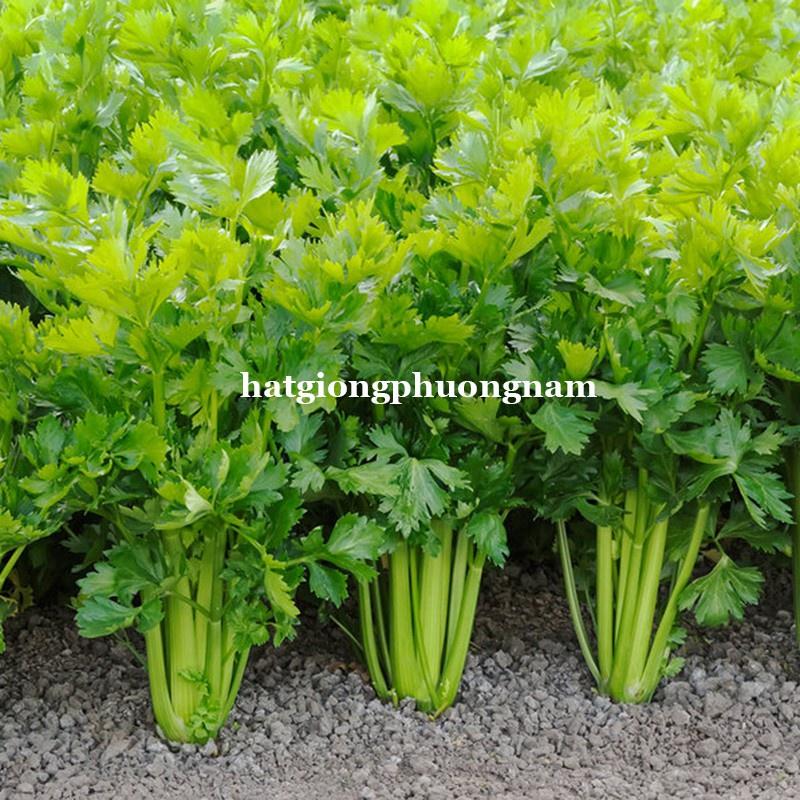 Hạt giống Cần Tây PASCAL Bẹ To Ép Nước Uống, Chịu Nhiệt Xuất Sứ ITALYA - Khu Vườn Ban Công