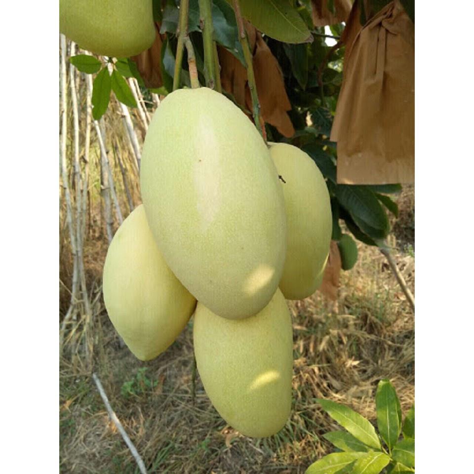 Cây giống Xoài Keo Campuchia