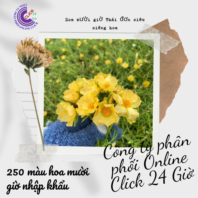 1 Ký Cành Giống Hoa Mười Giờ Màu VÀNG Thái Đơn Nhập Khẩu Dễ Trồng Siêu Siêng Hoa Hoa Mười Giờ Bonsai & Phụ Kiện