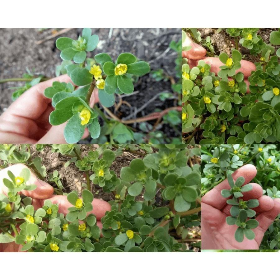 Rau sam - bầu cây giống