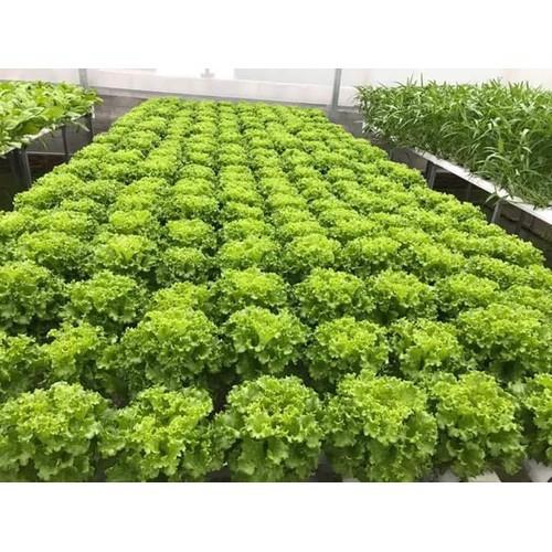 5Gr Hạt Giống Xà Lách Xoan Xanh