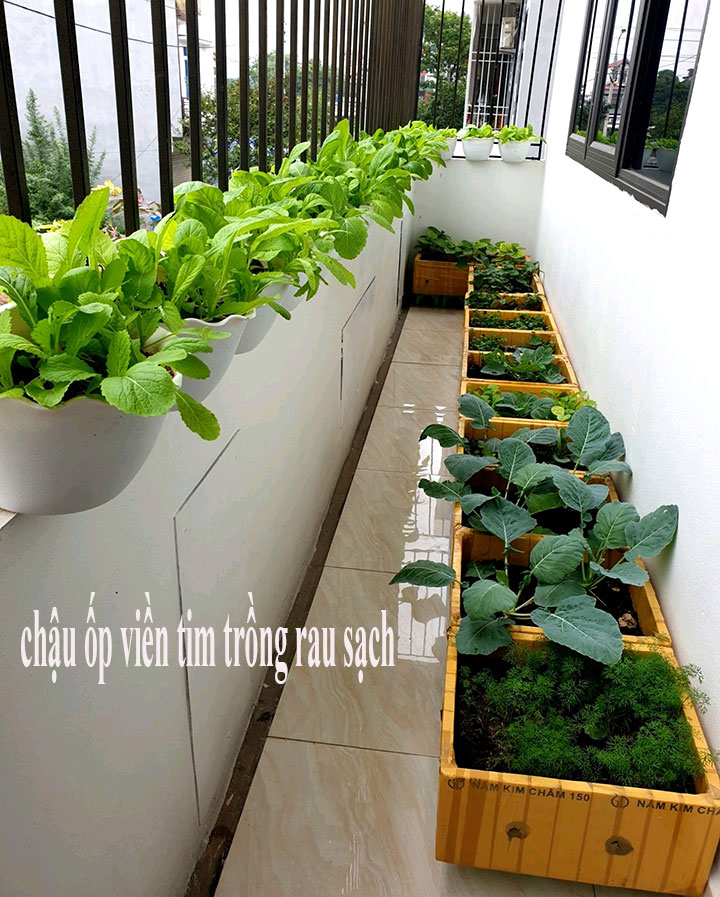 10 chậu hoa ốp tường viền tim - màu trắng