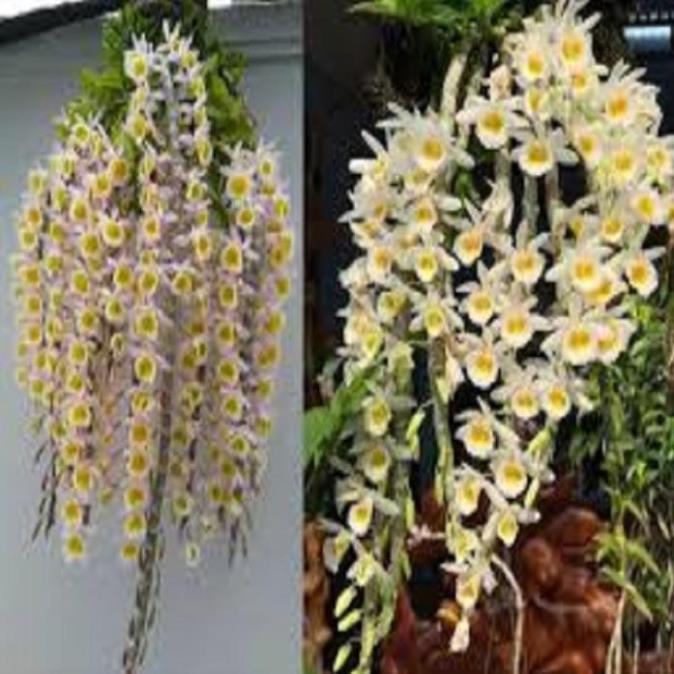 Hoa phong lan-long tu lào ki mập khỏe ấm chậu