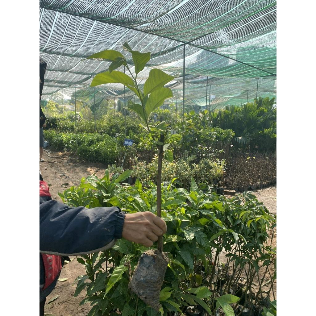 Cây Na Sầu Riêng giống chuẩn F1 cho trái khổng lồ nức mùi sầu riêng siêu chất lượng