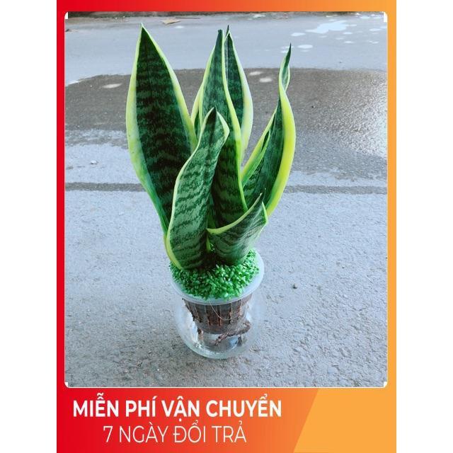 Chậu Lưỡi Hổ Thuỷ Sinh