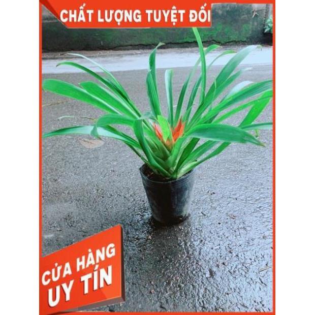 Phong Lộc Hoa