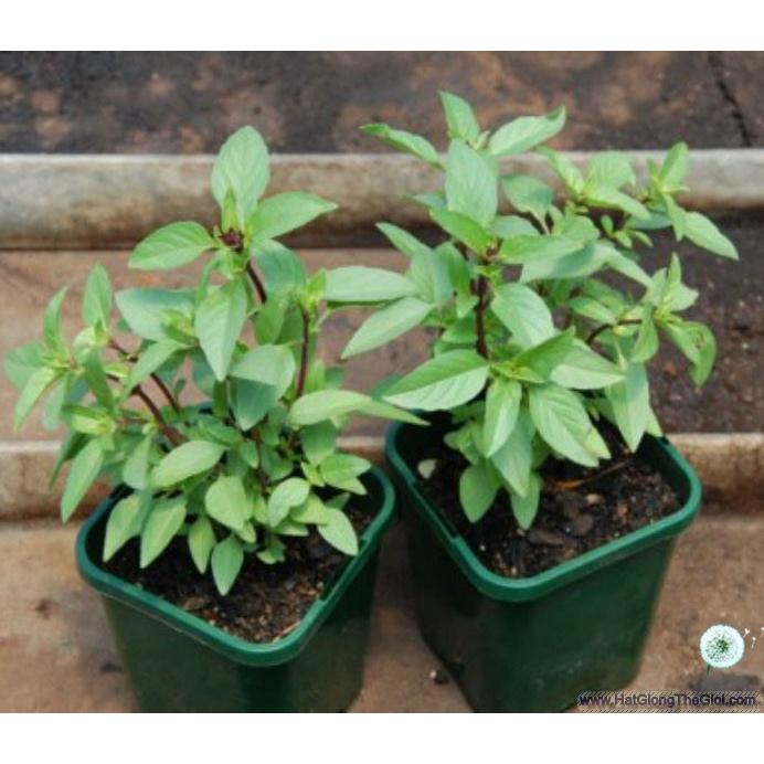 Hạt Giống Rau Húng Quế -