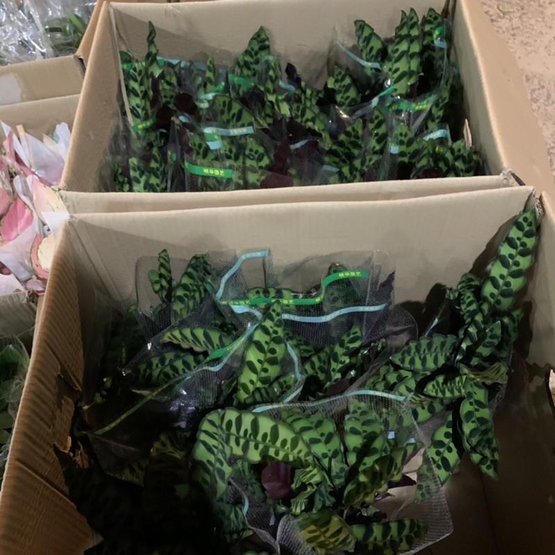 Cây đuôi phượng trồng bình thủy sinh cao 25cm, xanh tươi quanh năm, rất dễ chăm sóc, cây để bàn và trồng nội thất