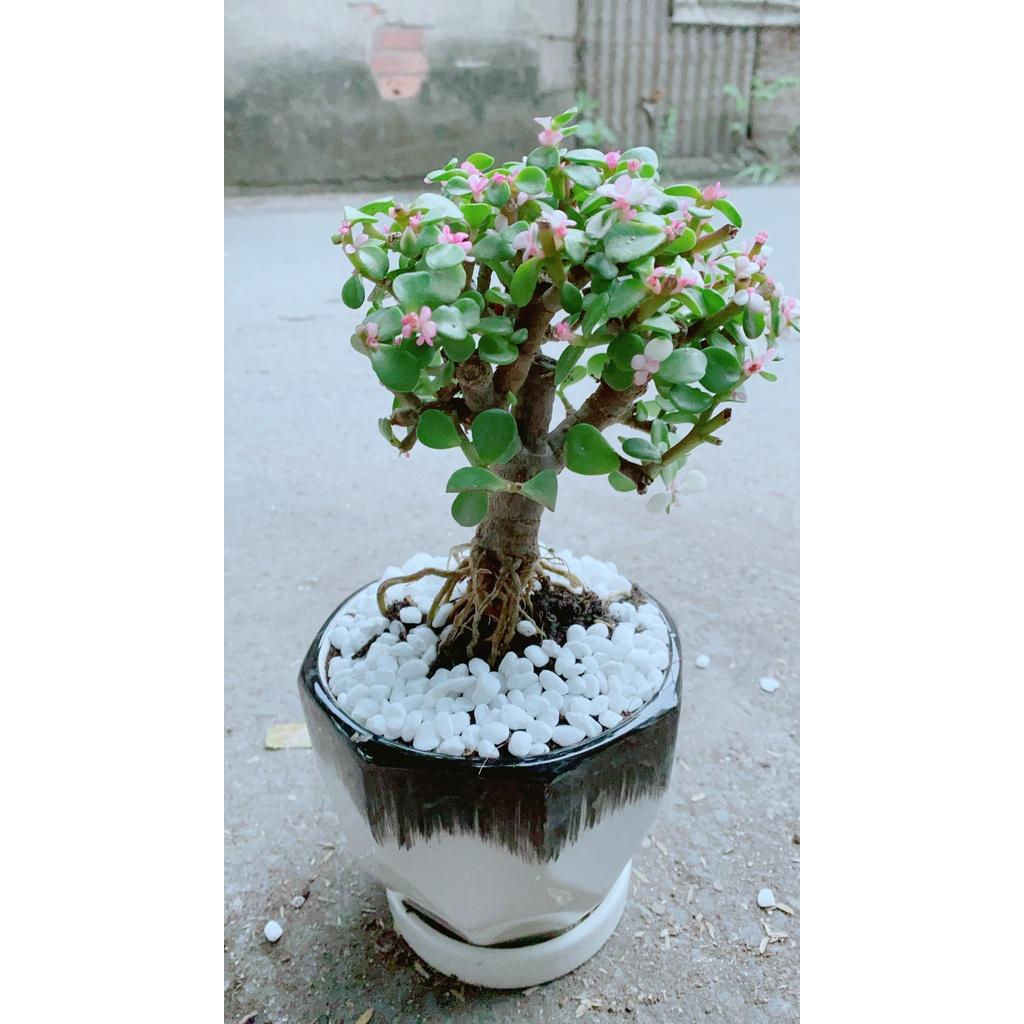 Chậu Cây Cành Vàng Lá Ngọc Cổ Thụ