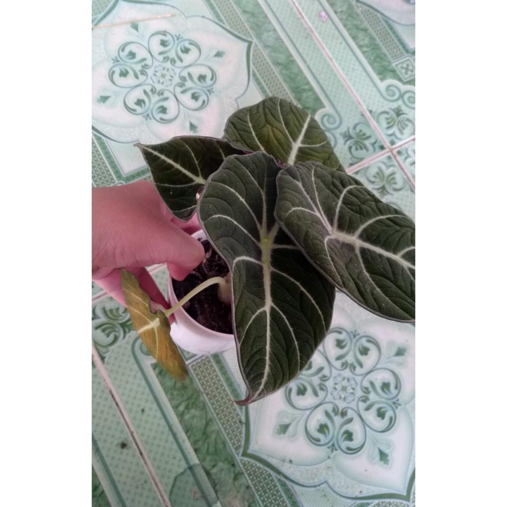 Môn Đen Lá Nhung ( Hắc Thiên Nga ) Alocasia Black Velvet (Little Queen Alocasia) - Cây cảnh mini để bàn