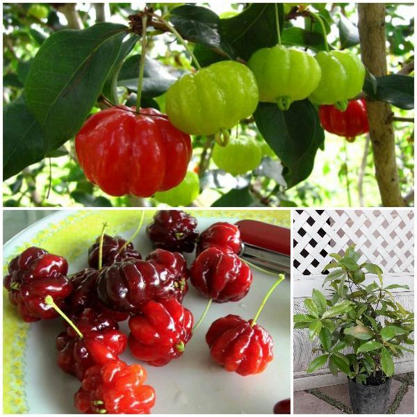 Cherry Surinam - Có bảo hành
