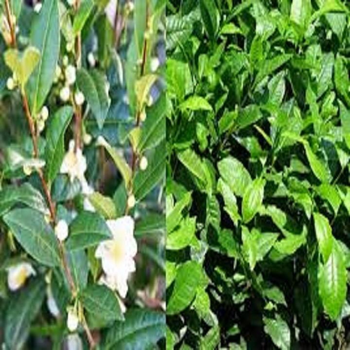 Combo 3 bầu cây giống cây trà xanh