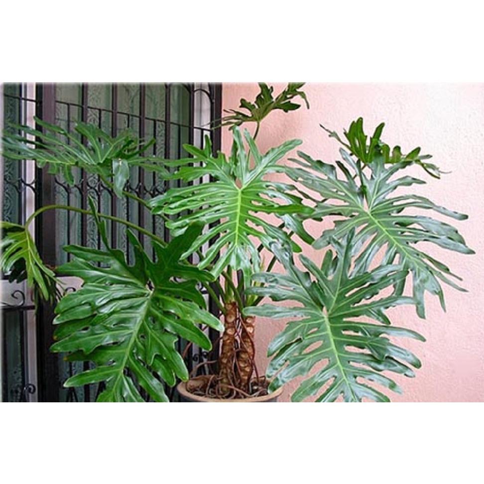 CHẬU CÂY TRẦU BÀ CÁNH PHƯỢNG - chậu to