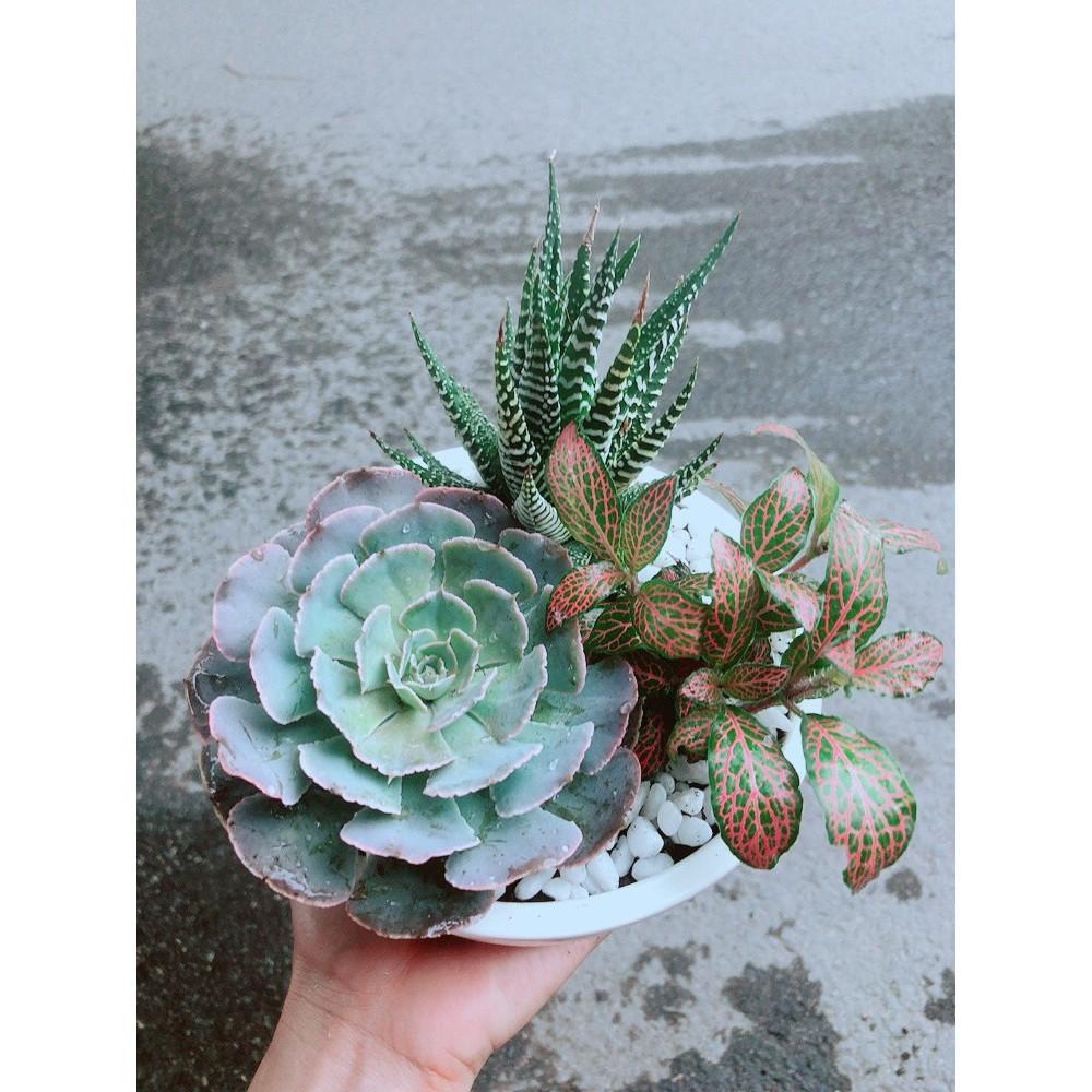 Chậu Sen Đá+Móng Rồng+ Cây Cẩm Nhung