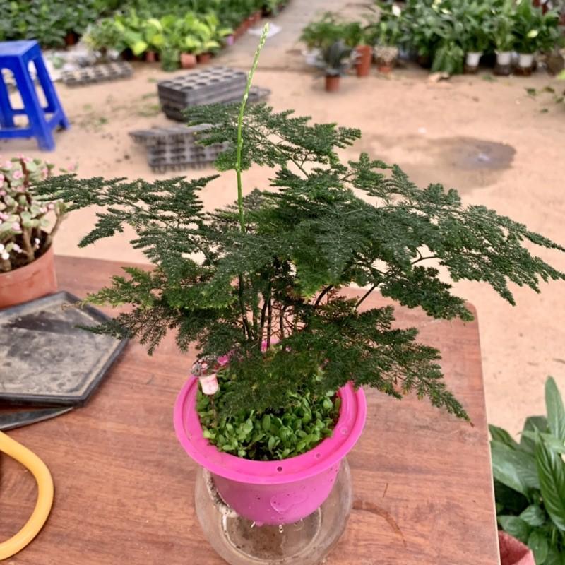 Cây thủy tùng trồng bình thủy sinh cao 25cm, bụi lá xum xuê lạ mắt ấn tượng, cây phong thuỷ để bàn và trồng nội thất