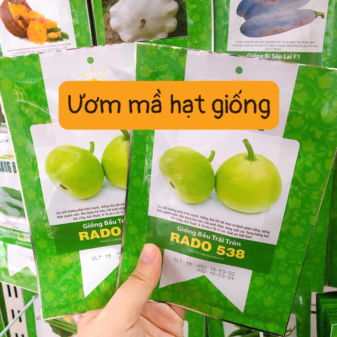 Hạt Giống Bầu Trái Tròn