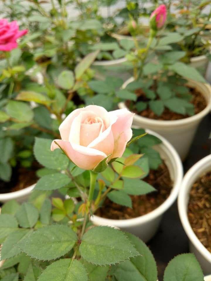 Hoa hồng đà lạt nguyên chậu đủ màu