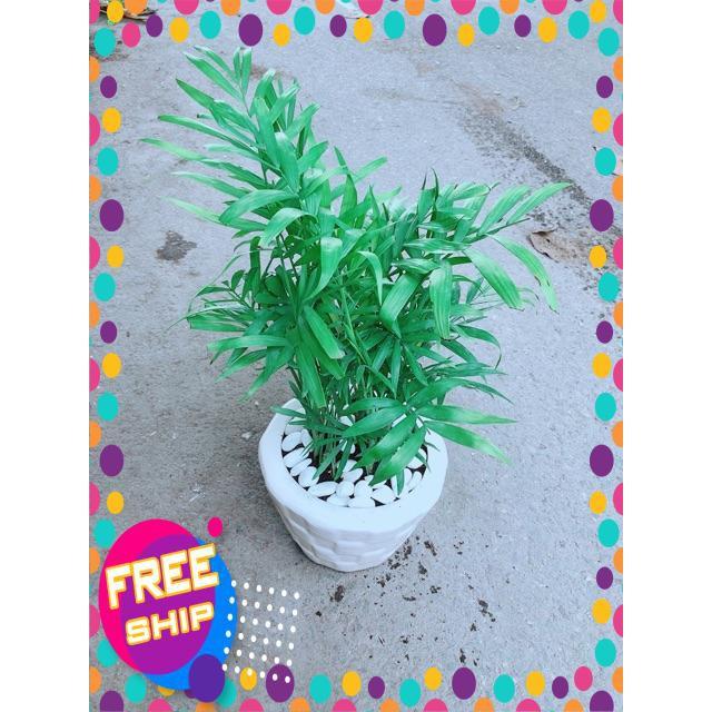 Chậu Cây Cau Tiểu Trâm