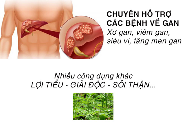 Công dụng Trà Diệp hạ Châu