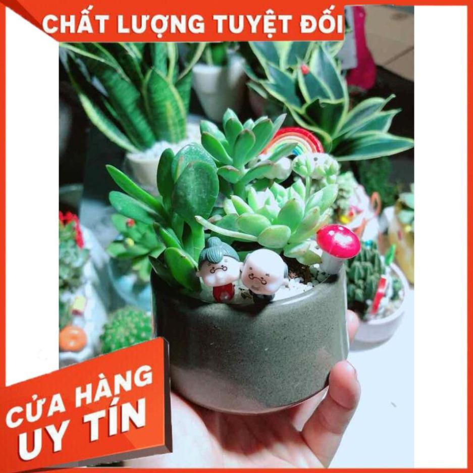 Chậu sen đá tiểu cảnh Nhiều Người Mua