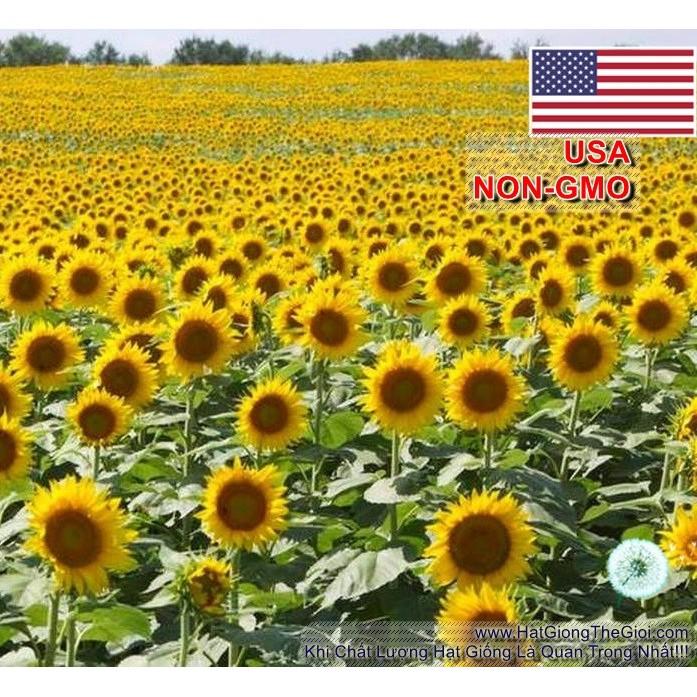 30h Hạt Giống Hoa Hướng Dương BlackOil