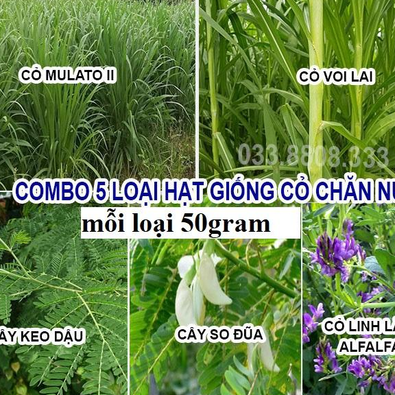 5 Loại Hạt Cỏ Chăn Nuôi Phổ Biến Nhất - Cỏ Mulato II,Voi Lai, Keo Dậu, So Đũa, Alfalfa
