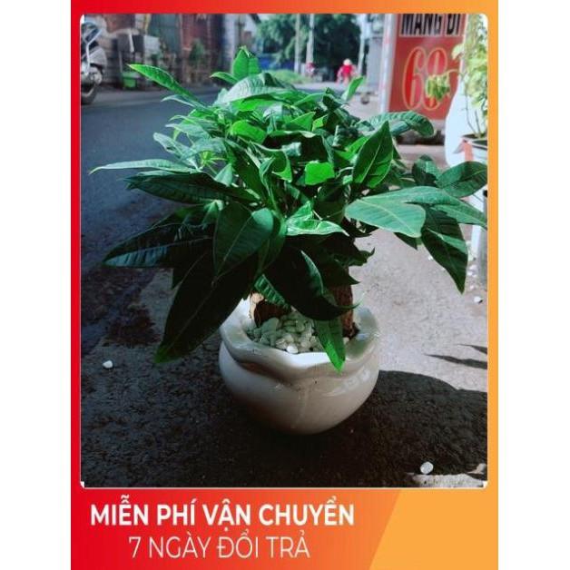 Chậu Kim Ngân 3 Thân