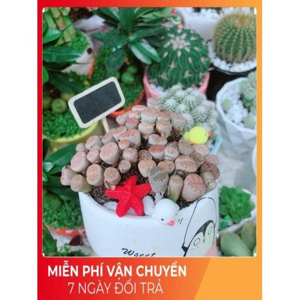 Chậu Cây Lithops