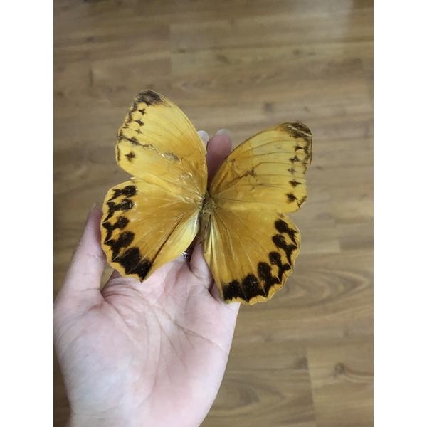 Bướm khô trang trí