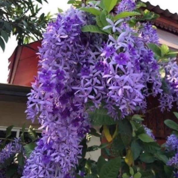 Cây hoa mai xanh thái