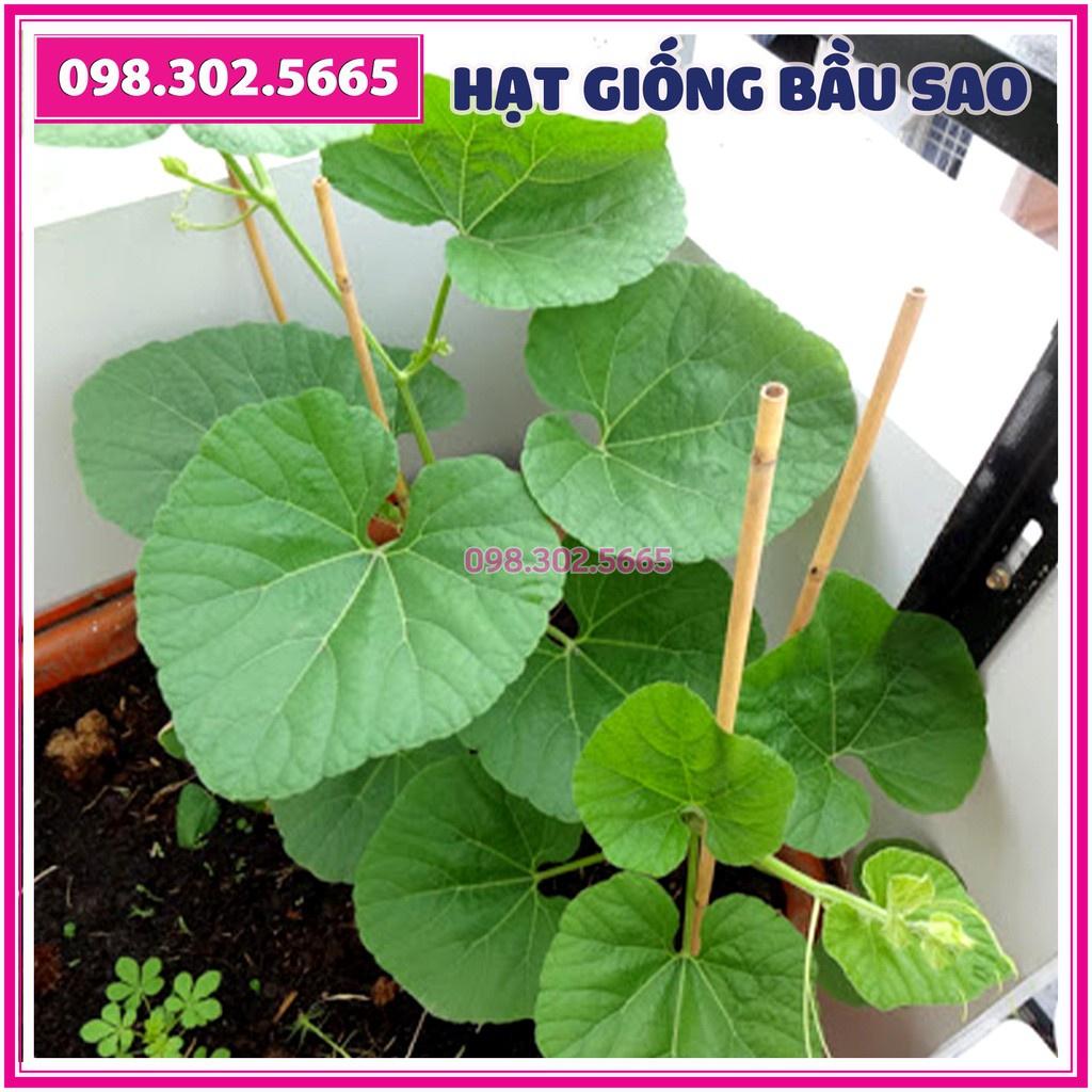 Set 10 Hạt giống bầu sao F1