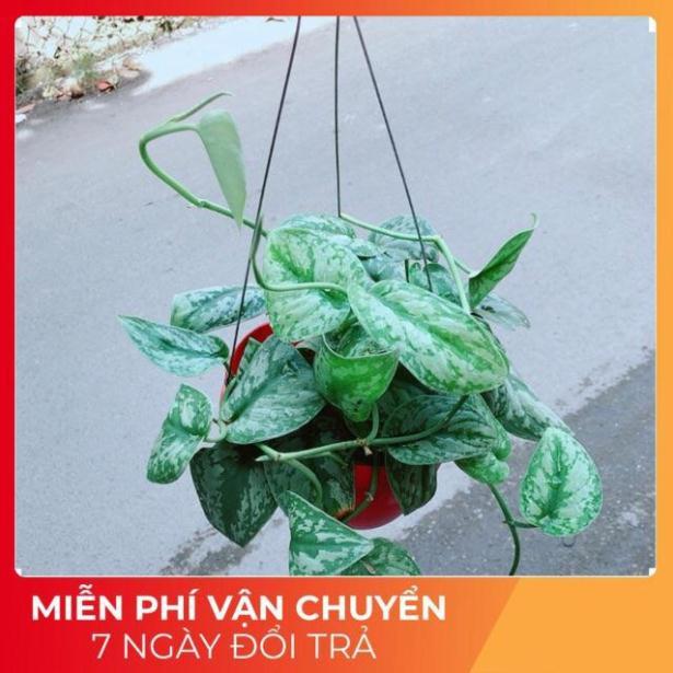 Trầu Bà Lụa