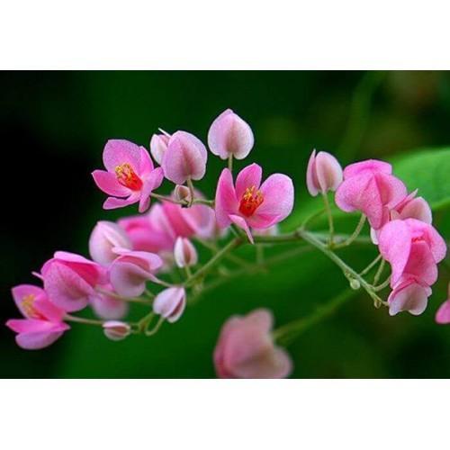 CHẬU CÂY GIỐNG HOA TIGON-LOÀI HOA SIÊU ĐẸP CÓ MÙI THƠM NHẸ,MANG CẢM XÚC TRẦM BUỒN