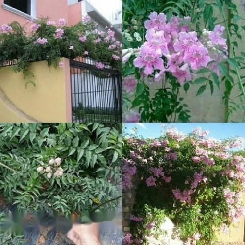 CHẬU CÂY GIỐNG HOA LEO HỒNG THIÊN HƯƠNG