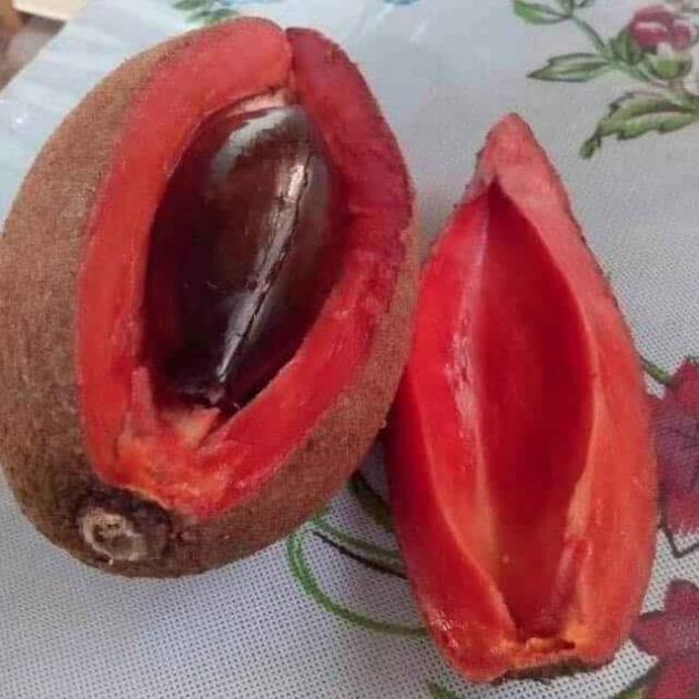 Cây Hồng Xiêm Khổng Lồ Thái Lan 10 Tháng Cho Trái