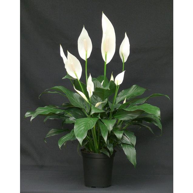 Cây Lan Ý cẩm thạch.