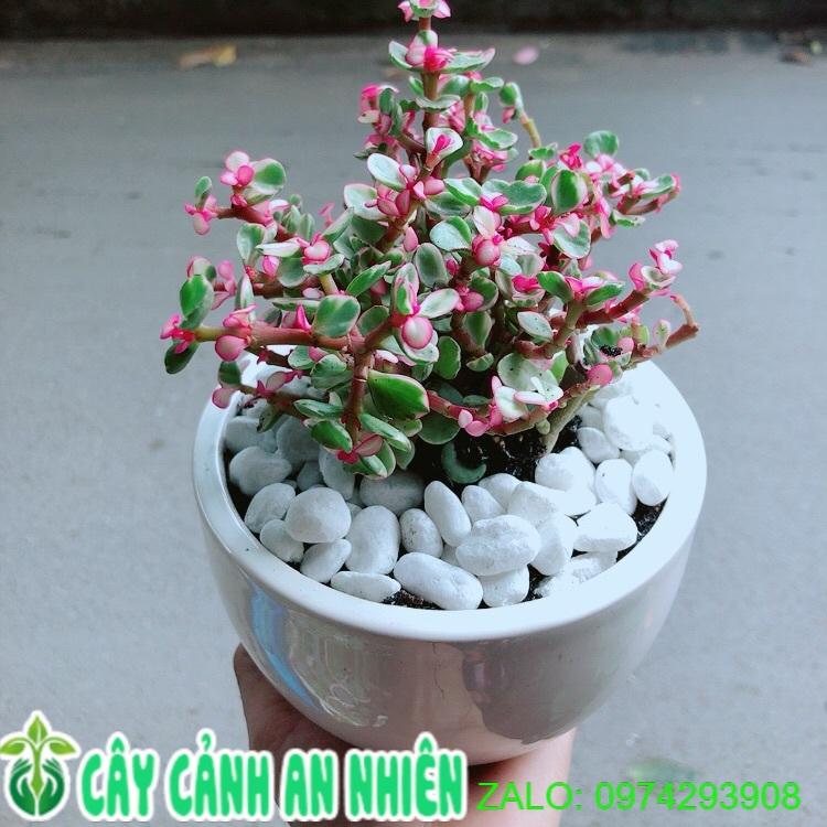 Chậu Cây Cành Vàng Lá Ngọc