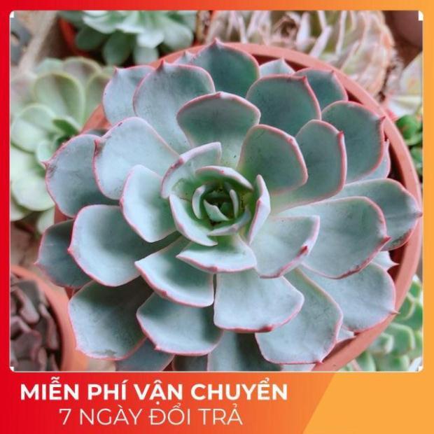 Chậu sen đá hồng phấn size đại