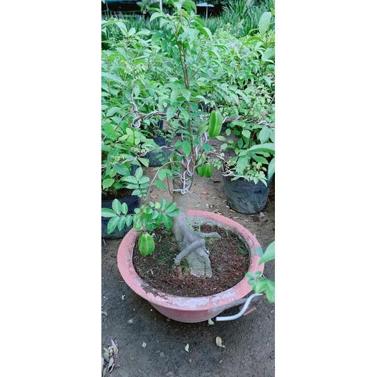 Chậu Khế Bonsai
