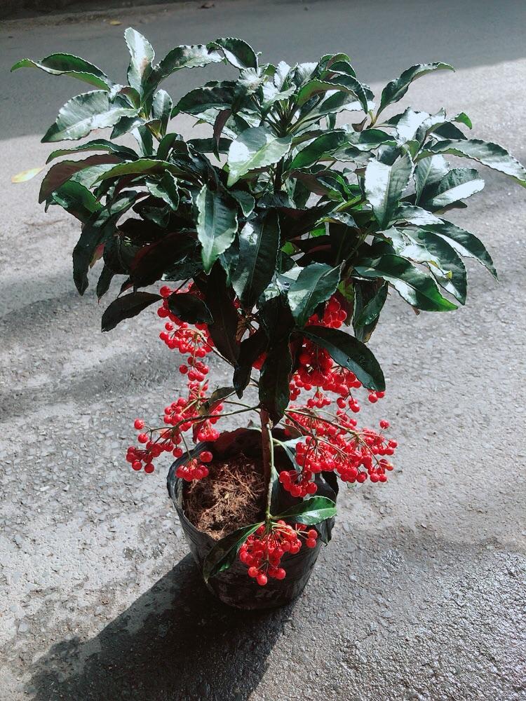 Cây Kim Ngân Lượng