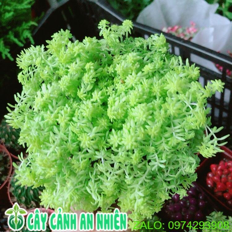 Sen Sedum vàng