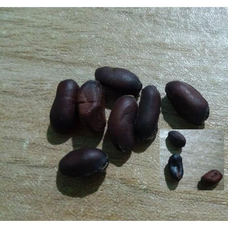 Hạt giống hoa mai trung quốc hoa màu trắng